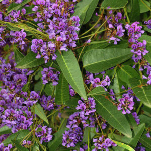 Native plants of the Inner West - hardenbergia-violacea-shrub